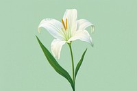 White lily flower plant green. 