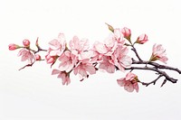 Cherry blossom flower plant white background. 