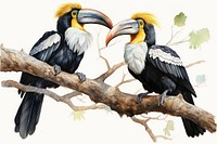 Colourful Knobbed hornbill Aceros cassidix couple toucan animal branch. 