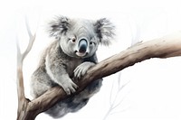 Koala wildlife animal mammal. 