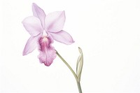 Orchid flower blossom plant. AI generated Image by rawpixel.