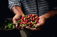 Coffee beans farmer adult hand. 