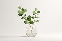 Vase glass plant leaf. 