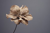 Dried deep taupe color flower petal plant inflorescence. 