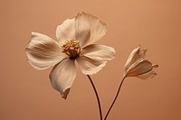 Dried deep taupe color flower blossom petal plant. 