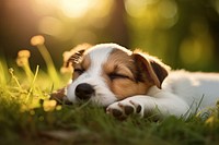 Jack russell puppy sleeping grass outdoors. 