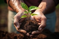 Holding young plant nature soil gardening. 