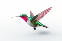 Hummingbird animal flying white background. 