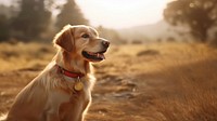 Happy dog outdoors animal mammal. 