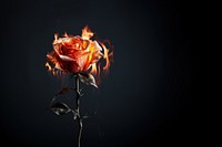 Rose flower plant fire. AI generated Image by rawpixel.