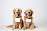 Golden retrievers sitting mammal animal puppy. 