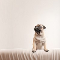 Pug dog, pet animal photo. 