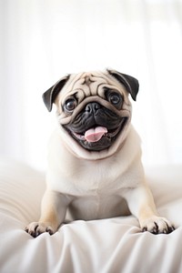 Pug dog, pet animal photo. 