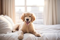 Dog puppy golden retriever bedroom animal. 