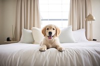 Dog puppy golden retriever bedroom animal. AI generated Image by rawpixel.