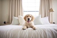 Dog puppy golden retriever bedroom animal. 