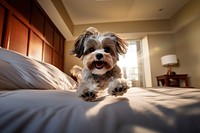 Dog shih tzu bed furniture. 