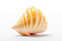 Shell conch clam food. AI generated Image by rawpixel.