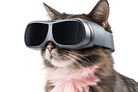 A Cat wearing VR glasses sunglasses mammal pet. AI generated Image by rawpixel.
