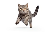 Scottish shorthair cat animal mammal kitten. AI generated Image by rawpixel.