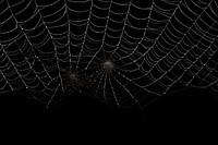 Spider webs backgrounds outdoors nature. AI generated Image by rawpixel.