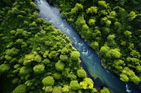 Forest river vegetation outdoors. 