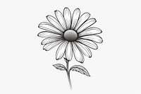 Daisy drawing flower sketch. 