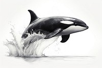 Orca pencil sketch drawing animal mammal. 