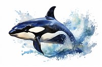 Orca watercolor animal mammal whale. AI generated Image by rawpixel.