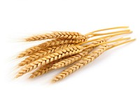 Wheat ears food white background agriculture. 