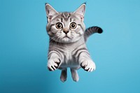 American Short hair jumping animal mammal kitten. AI generated Image by rawpixel.