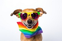 Pride month dog sunglasses mammal. 