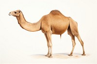 A camel wildlife drawing animal. 