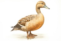 Duck animal bird anseriformes. AI generated Image by rawpixel.