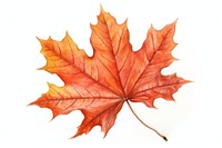 Maple leave leaves plant leaf. AI generated Image by rawpixel.