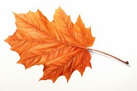 Fall leave leaves maple plant. AI generated Image by rawpixel.
