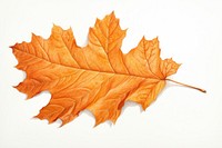 Autumn leave leaves maple plant. AI generated Image by rawpixel.