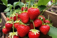 Strawberries strawberry fruit plant. AI generated Image by rawpixel.