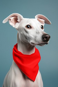 Dog wearing red scarf