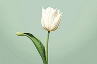Whie tulip flower plant inflorescence. AI generated Image by rawpixel.