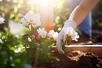 Planting flowers garden gardening outdoors. 