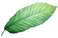 Palm leave leaves plant green. AI generated Image by rawpixel.