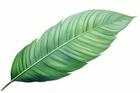 Palm leave plant green leaf. AI generated Image by rawpixel.