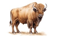 Livestock wildlife cartoon buffalo. AI generated Image by rawpixel.
