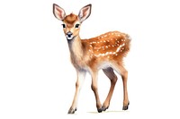 Deer wildlife cartoon animal. 