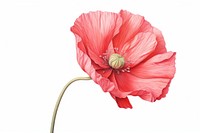 Poppy flower plant red. AI generated Image by rawpixel.