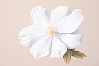 White flower blossom petal plant. 