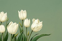 White tulips flower petal plant. 