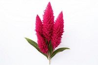 Flower plant leaf xanthorrhoeaceae. AI generated Image by rawpixel.