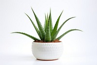 Aloe vera plant xanthorrhoeaceae white background houseplant. 